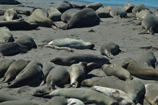 juvenile male elephant seals